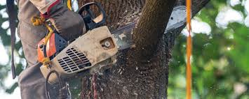  Penn Yan, NY Tree Removal Pros