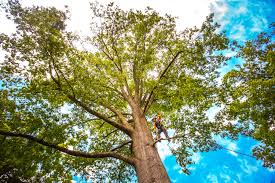 Best Tree Trimming and Pruning  in Penn Yan, NY