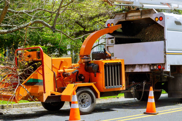 How Our Tree Care Process Works  in  Penn Yan, NY