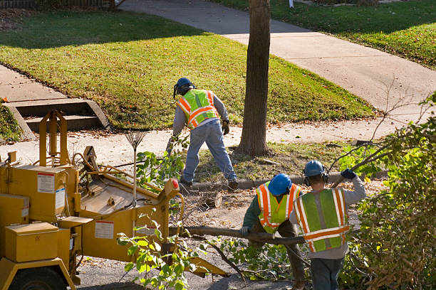 Best Fruit Tree Pruning  in Penn Yan, NY