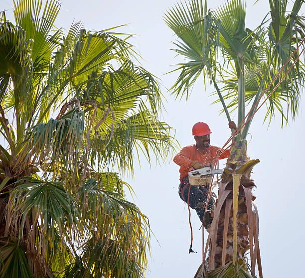 Tree Removal