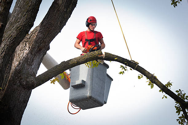 Best Tree Removal  in Penn Yan, NY