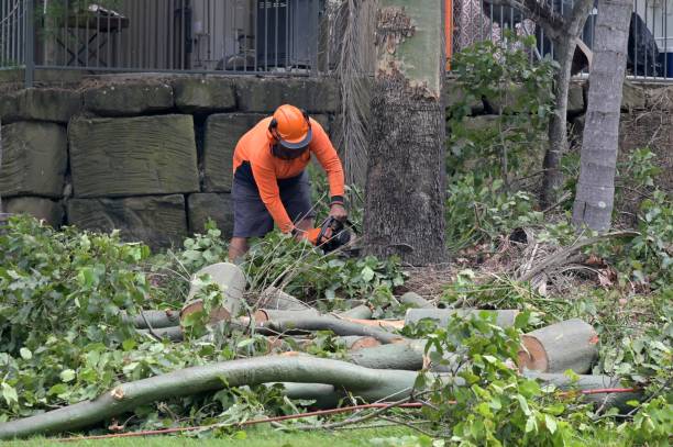 Best Commercial Tree Services  in Penn Yan, NY